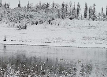 Chiar de e iarnă, lebedele sunt în siguranță