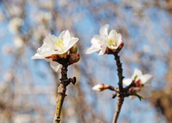 După geruri de -20 de grade, la valori termice de +13