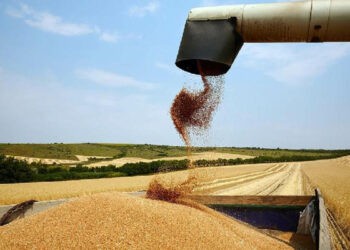 Peste 20 de mii de tone de grâu din rezerva de stat vor fi împrumutate agenților economici
