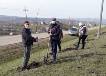 Un copac plantat, un mediu curat