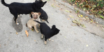 Moldova inițiază procedura de procurare a vaccinului prin mecanismul de cost-sharing