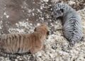 Doi pui de tigru, alb și roșcat, s-au născut la Grădina Zoologică din Chișinău