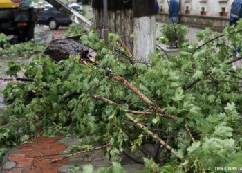 Zeci de copaci au fost doborâți la pământ de vântul puternic de aseară