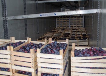 Agricultura din Moldova trebuie să se orienteze spre procesarea cerealelor, Berlin Economics