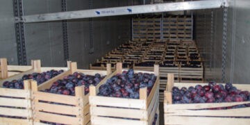 Agricultura din Moldova trebuie să se orienteze spre procesarea cerealelor, Berlin Economics