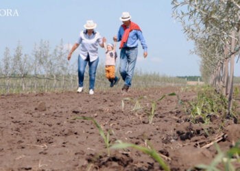 Familia Toma și 14 hectare de cătină, afine și aronie. Aflați povestea din spatele unei afaceri finanțate din bani europeni (VIDEO)