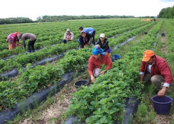 Moldoveni exploatați prin muncă în Rusia. Un suspect a fost reținut