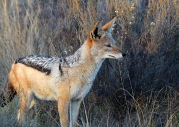 Oi sfâșiate de șacali în raionul Ungheni