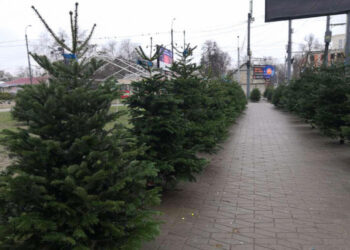 Aproape 50 de mii de brazi vor fi comercializați din pepinierele Moldsilvei