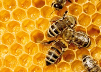 Se propune majorarea subvențiilor pentru înființarea plantațiilor viticole