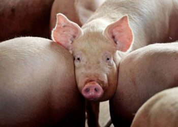 Un focar de pestă porcină africană, în raionul Briceni