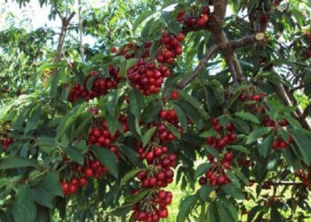 47% din moldoveni văd neutralitatea ca cea mai bună soluție pentru asigurarea securității