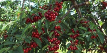 47% din moldoveni văd neutralitatea ca cea mai bună soluție pentru asigurarea securității