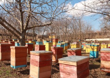 FOTO REPORTAJ. Mihail Postică: „Albinele au fost dintotdeauna  cel mai mare vis al meu”