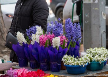 Colectarea şi comercializarea florilor din Cartea Roşie se pedepseşte cu amendă