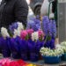 Colectarea şi comercializarea florilor din Cartea Roşie se pedepseşte cu amendă