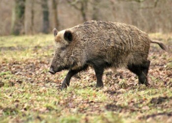 Cadavre de mistreți, găsite într-o pădure la Ungheni. S-a confirmat pesta porcină