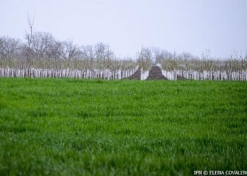 Statul va împrumuta 55 mln dolari pentru dezvoltarea agriculturii