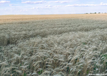 Atacurile din porturile ucrainene de pe Dunăre vor avea impact și asupra pieței cerealelor din Moldova