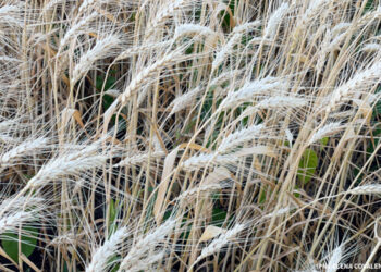 Recolta de grâu din acest an va depăși 1,2 milioane de tone