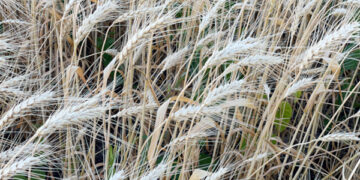 Recolta de grâu din acest an va depăși 1,2 milioane de tone