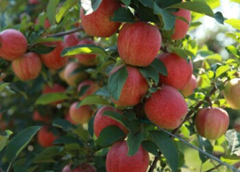 Vitalie Gorincioi: Producția de mere și prune este în acest an mai mare decât anul trecut