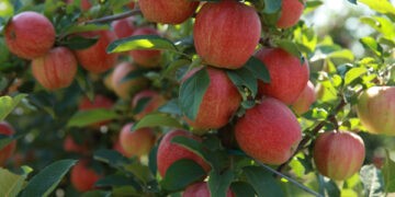 Vitalie Gorincioi: Producția de mere și prune este în acest an mai mare decât anul trecut