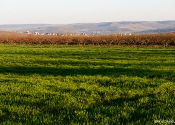 Se declară deschisă recepționarea dosarelor pentru subvenții în agricultură