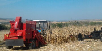 În regiunile cu puține precipitații cultivarea porumbului ar putea fi interzisă prin lege