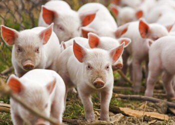 Focare de pestă porcină la Ungheni și Cahul