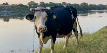 Îndemnizație unică de 15 salarii medii pentru tinerii specialiști cu studii în medicina veterinară