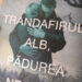 „Trandafirul Alb, Pădurea Neagră” de Eoin Dempsey