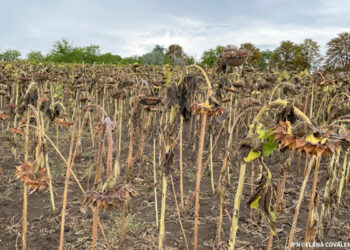 Și fermierii care au cultivat floarea-soarelui vor putea beneficia de motorina acordată de România