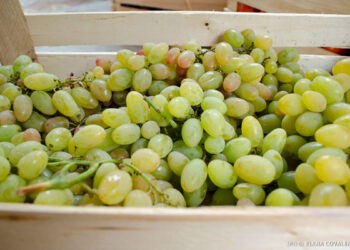 Prețul recomandat pentru achiziționarea strugurilor pentru vin este cel puțin 6,5 lei/kg