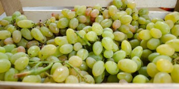 Prețul recomandat pentru achiziționarea strugurilor pentru vin este cel puțin 6,5 lei/kg