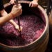 Populația este atenționată asupra pericolului fermentării vinului, mai ales în încăperi închise