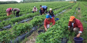 Fondatorii de gospodării țărănești sunt îndemnați să-și verifice statutul la APL