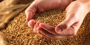 Importul unor mărfuri agricole va fi permis în baza unei licențe, decizie CSE