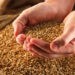Importul unor mărfuri agricole va fi permis în baza unei licențe, decizie CSE