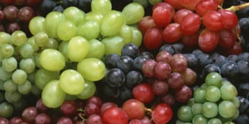 Se estimează o scădere cu 15% a recoltei de struguri