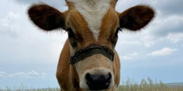 În Moldova va fi creată o clinică veterinară mobilă