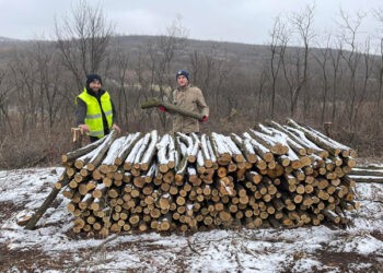 Am cumpărat lemne de foc  direct de la ocolul silvic: o experiență detaliată