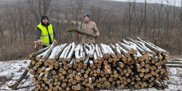 Am cumpărat lemne de foc  direct de la ocolul silvic: o experiență detaliată