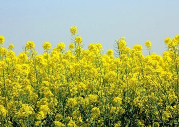 Moldova pentru prima dată ocupă locul trei la exportul rapiței în UE