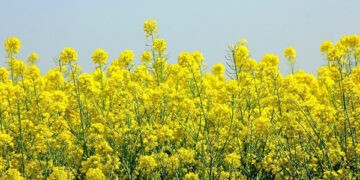 Moldova pentru prima dată ocupă locul trei la exportul rapiței în UE