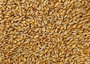 Orzul a fost exportat la cel mai mic preț din ultimii trei ani