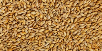 Orzul a fost exportat la cel mai mic preț din ultimii trei ani