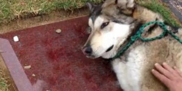 Devotat până la moarte