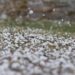 Zeci de hectare cu culturi agricole au fost afectate de ploile puternice cu grindină