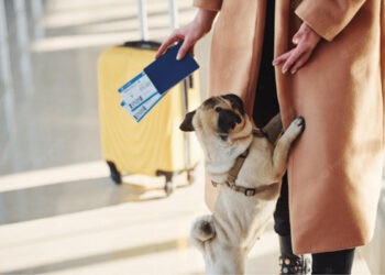 Cum traversezi frontiera cu animale de companie